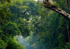 MY_AL_Taman Negara1 Taman Negara
